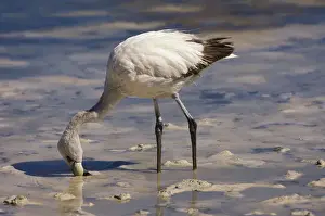 Phoenicopteriformes Prints: Young Puna or JamesaAs Flamingo (Phoenicoparrus jamesi)