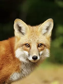 Jim Cumming Photography Gallery: Young red fox close-up
