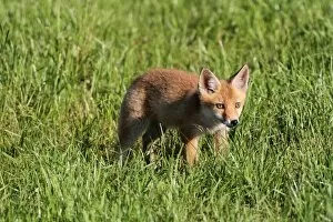 Young red fox -Vulpes vulpes- in the field, Allgaeu, Bavaria, Germany, Europe