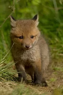 Images Dated 5th May 2011: Young red fox -Vulpes vulpes-, Hagen, Germany