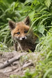 Images Dated 20th May 2013: Young red fox -Vulpes vulpes-, kit, six weeks, looking curiously out of the den, Allgau, Bavaria