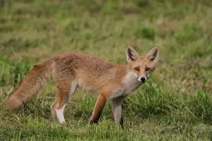 Carnivore Prints: Young red fox -Vulpes vulpes- with a white hind leg standing on a mowed lawn