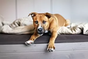 Young rescue puppy stretches out in bed
