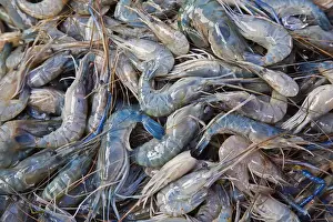 Trade Prints: Young Rosenberg prawns -Macrobrachium rosenbergii