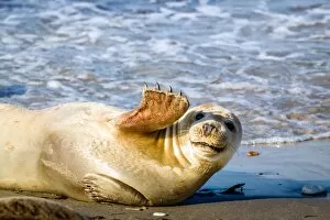 Images Dated 14th October 2014: Young seal smiles and waves