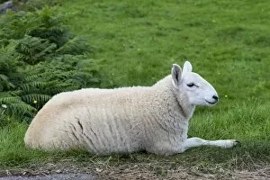Young sheep, lying, in the Scottish Highlands, Scotland, United Kingdom, Europe