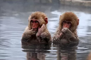 Images Dated 8th February 2012: Young Snow Monkeys