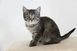 Images Dated 14th October 2012: Young tabby domestic cat, kitten