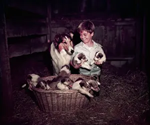 Young Tommy Rettig with Lassie and Puppies