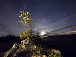Images Dated 8th November 2014: Young tree on the top of a mountain in spring, illuminated by the full moon