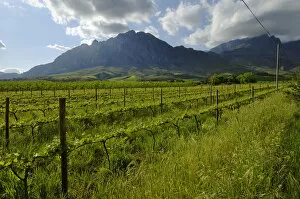 Young vines on slopes of Groot-Winterhoek Mountains in Tulbagh, Western Cape Province, South Africa