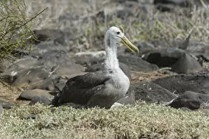 Young Waved Albatross or Galapagos Albatross -Phoebastria irrorata-, Isla Espanola, Galapagos Islands