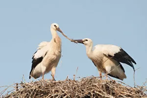Two young White Storks -Ciconia ciconia- fighting over a feather in a nest, North Hesse, Hesse, Germany
