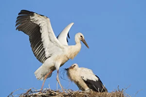 Images Dated 1st August 2012: Young White Storks -Ciconia ciconia- during flight training on a nest, North Hesse, Hesse, Germany