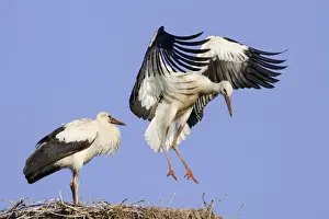 Nesting Site Prints: Young White Storks -Ciconia ciconia- during flight training on a nest