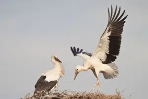 Breeding Ground Prints: Young White Storks (Ciconia ciconia) during flight training on a nest, North Hesse