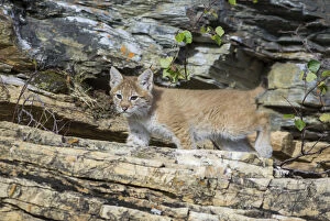 Young wild Eurasian Lynx -Lynx lynx-, in between the rocks of the Abiskojakka River, Abisko National Park