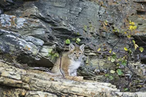 Images Dated 9th September 2012: Young wild Eurasian Lynx -Lynx lynx-, in between the rocks of the Abiskojakka River
