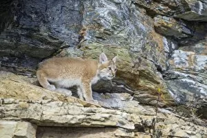 Images Dated 9th September 2012: Young wild Eurasian Lynx -Lynx lynx-, in between the rocks of the Abiskojakka River