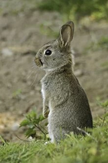 Young wild rabbit -Oryctolagus cuniculus- listening, Germany