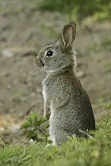Deutschland Prints: Young wild rabbit -Oryctolagus cuniculus- listening, Germany