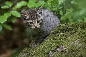 Young wildcat -Felis silvestris-, Neuschoenau outdoor animal enclosure, Bavarian Forest, Bavaria, Germany, Europe