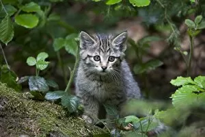 Images Dated 20th May 2012: Young wildcat -Felis silvestris-, Neuschoenau outdoor animal enclosure, Bavarian Forest, Bavaria