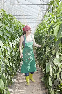 Images Dated 25th July 2014: Young woman checking paprika plants in a greenhouse, Baden-Wurttemberg, Germany