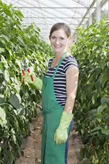 Images Dated 25th July 2014: Young woman harvesting green peppers in a greenhouse, Baden-Wurttemberg, Germany