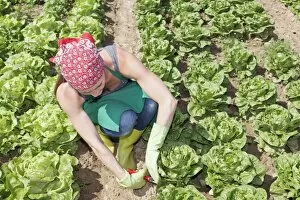 Images Dated 25th July 2014: Young woman harvesting lettuce on a field, Baden-Wurttemberg, Germany