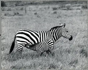 Young Zebra Suckling