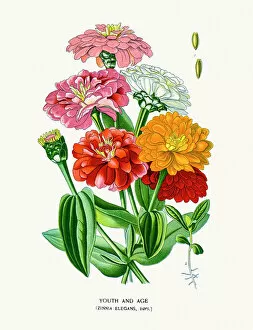 Single Flower Gallery: youth-and-age, zinnia flowers
