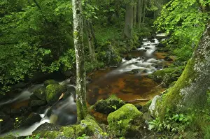 Flows Prints: Ysper River, Ysper Gorge and forest, Austria, Europe