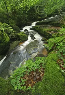 Flows Prints: Ysper River, Ysper Gorge and forest, Austria, Europe