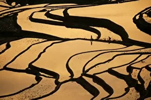 Images Dated 10th February 2012: Yuanyang rice terrace
