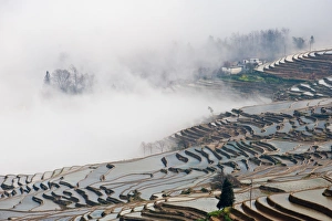 Images Dated 11th February 2012: Yuanyang rice terrace