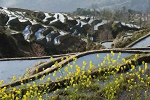 Images Dated 15th February 2012: Yuanyang rice terrace, Yunnan, China