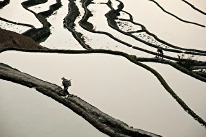 Images Dated 11th February 2012: Yuanyang rice terrace, Yunnan, China