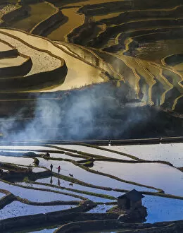 Images Dated 1st March 2016: Yuanyang Rice Terraces