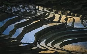 Images Dated 1st March 2016: Yuanyang Rice Terraces