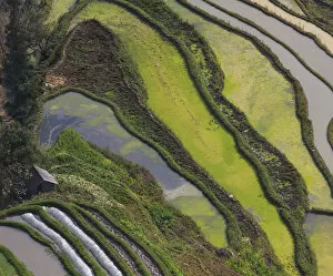 Images Dated 2nd March 2016: Yuanyang Rice Terraces