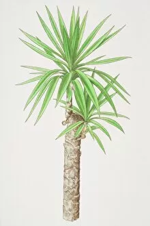 Bush Gallery: Yucca aloifolia, Spanish Bayonet plant