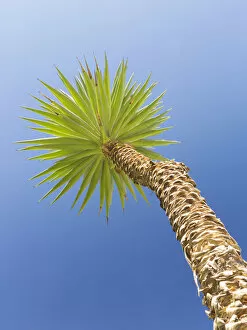 Palm Leaf Collection: Yucca against blue sky, Italy
