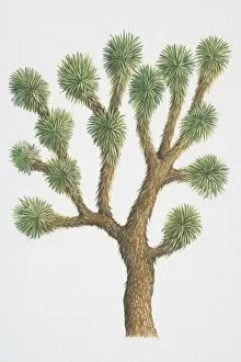 Succulent Plant Gallery: Yucca brevifolia, Joshua Tree, with spiny foliage