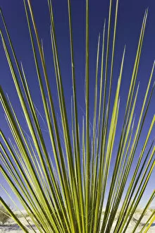New Mexico Collection: yucca plant, White Sands National Monument, NM