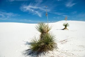 Images Dated 2nd October 2015: Two yucca trees at White Sands National Monument