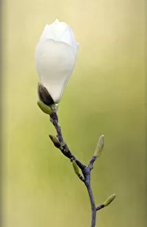 Images Dated 6th April 2010: Yulan Magnolia -Magnolia denudata Desr.-