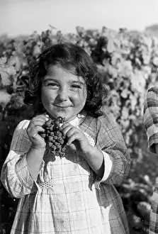 Brewing And Winemaking Prints: Yummy Fruit