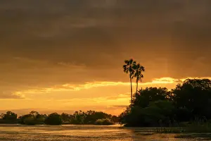 Livingstone Prints: Zambezi River view at sunset with Lala palm (Hyphaene coriacea). Victoria Falls. Zambia
