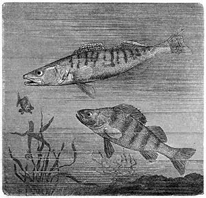 Zander (Sander lucioperca) and European perch(Perca fluviatilis)